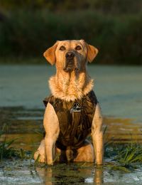 Dog_vest_xtreme_dog_01_small_web (3)
